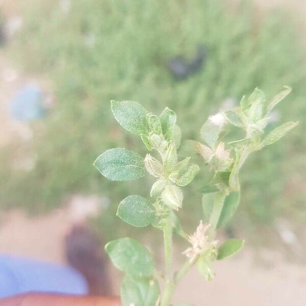 Alternanthera caracasana ഫലം