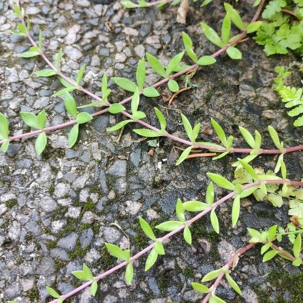 Sedum sarmentosum Habit