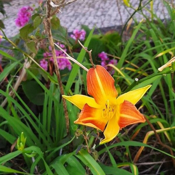 Hemerocallis fulva Blodyn