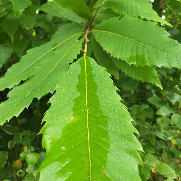 Castanea dentata Φύλλο