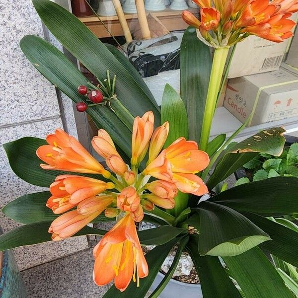 Clivia miniata Žiedas