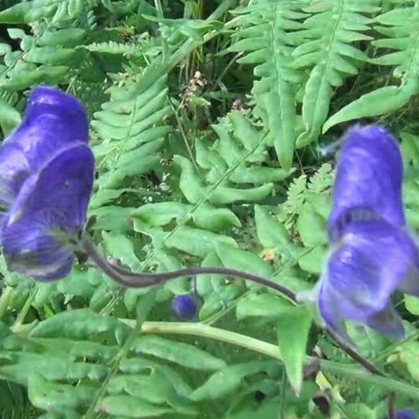 Aconitum volubile फूल