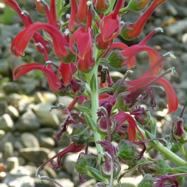 Lobelia tupa Virág