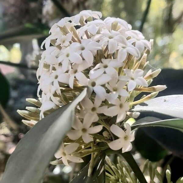 Acokanthera oppositifolia Flower
