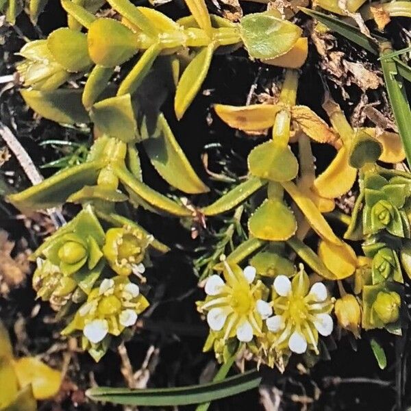 Honckenya peploides Flower