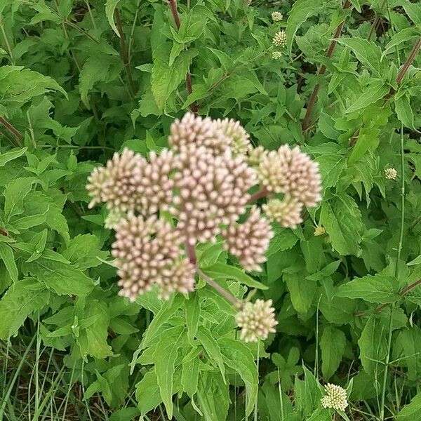 Eupatorium perfoliatum Flors