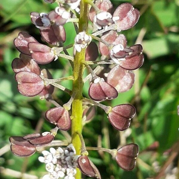 Teesdalia nudicaulis 花