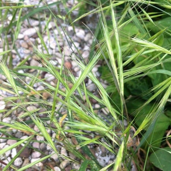 Anisantha sterilis Fruit