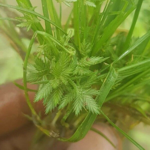 Cyperus compressus Blomst