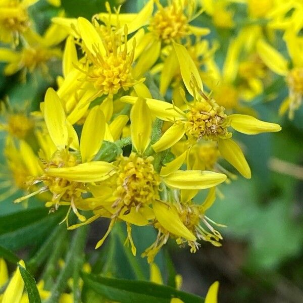 Solidago virgaurea Blodyn