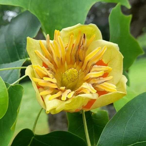 Liriodendron tulipifera Квітка