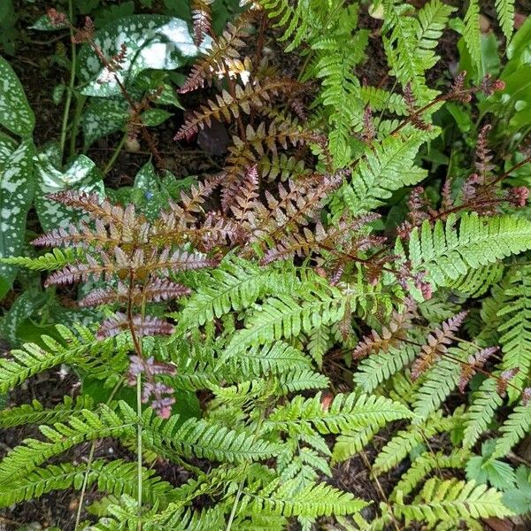 Dryopteris erythrosora Leaf