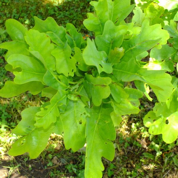 Quercus robur Yaprak