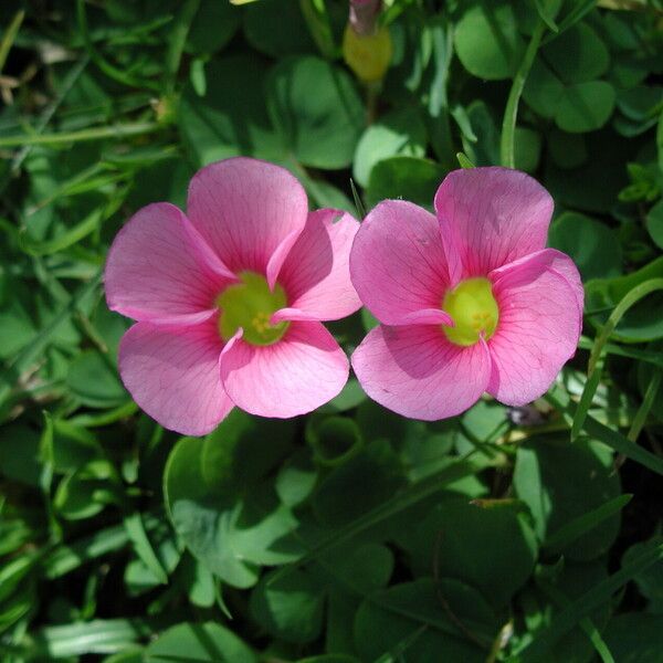 Oxalis purpurea 花