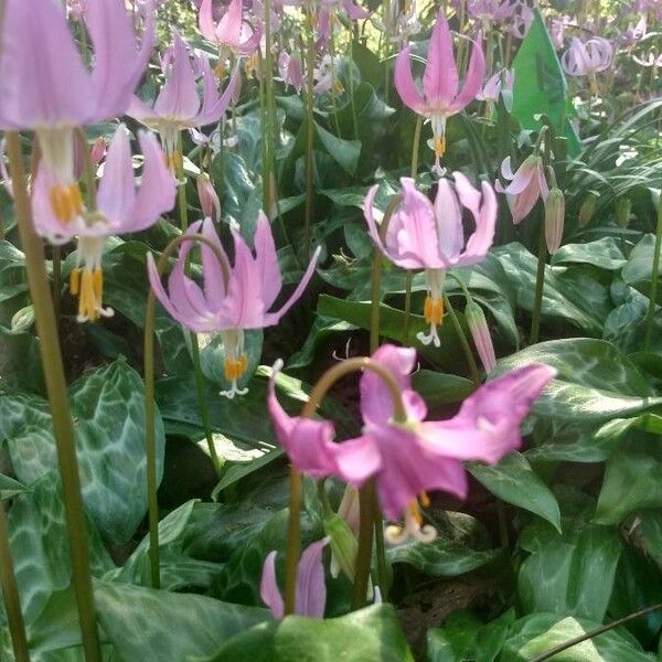 Erythronium revolutum Květ