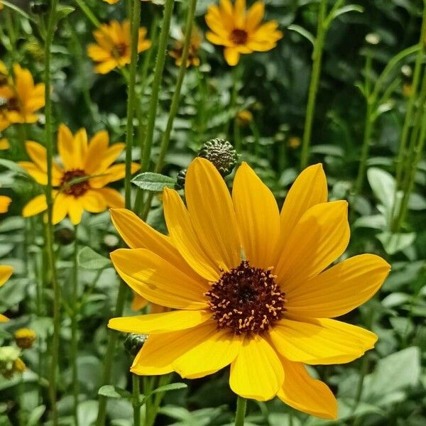 Helianthus pauciflorus Blüte