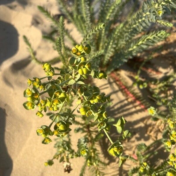 Euphorbia paralias Flower