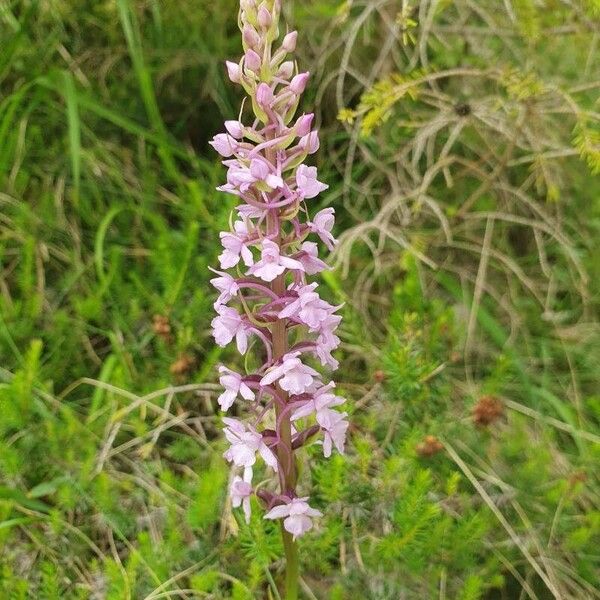 Gymnadenia conopsea Blomst