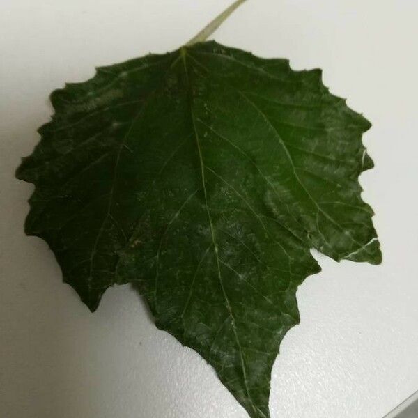 Populus alba Leaf