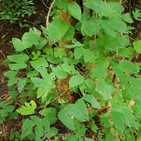 Schnella glabra Frunză