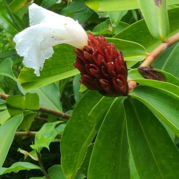 Cheilocostus speciosus 花