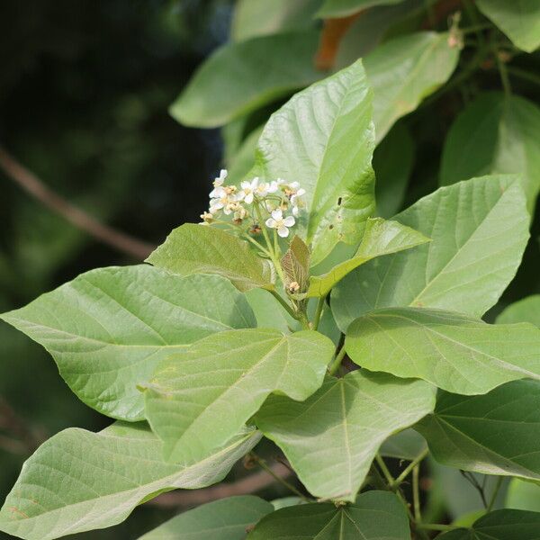 Carpodiptera africana Leaf