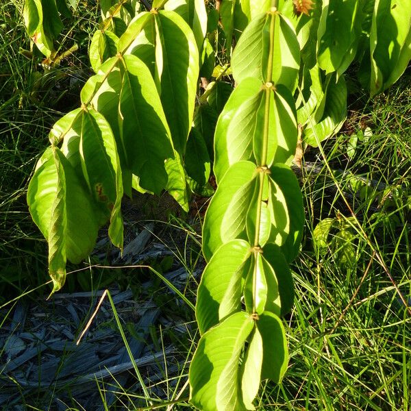 Inga edulis Folha