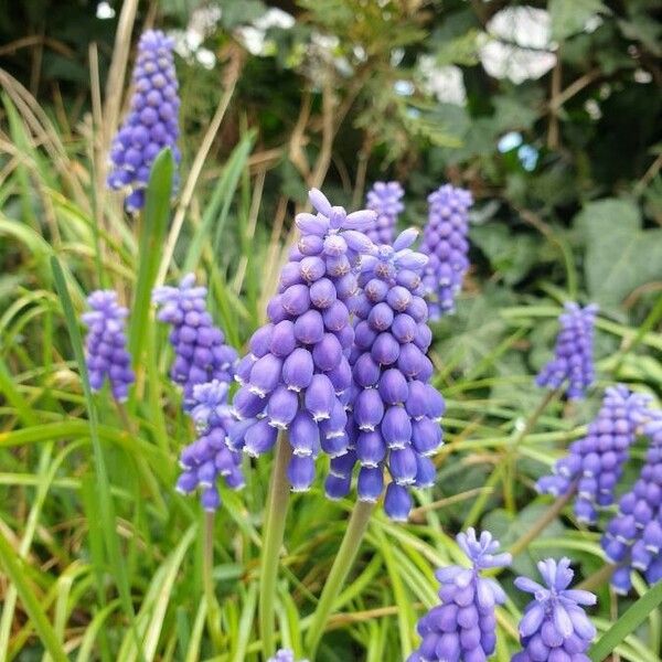 Muscari armeniacum Flower