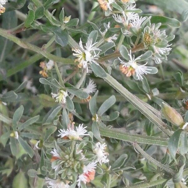 Reseda phyteuma Flower