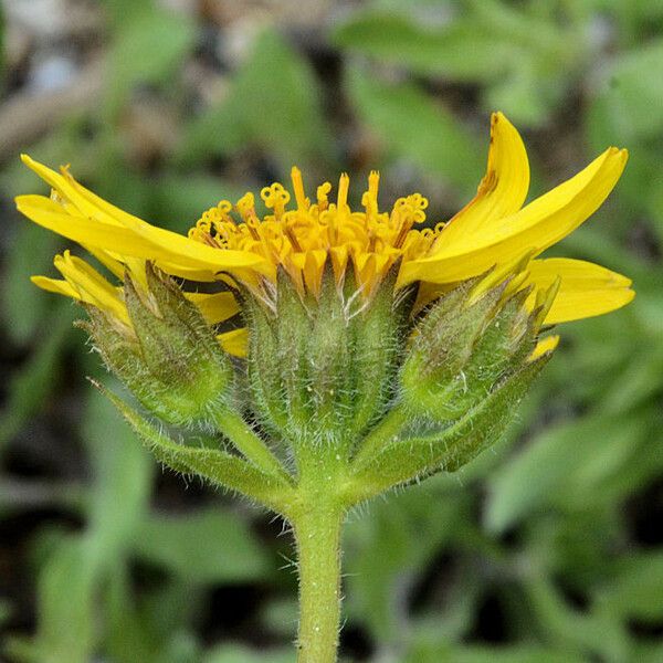 Arnica latifolia Flower