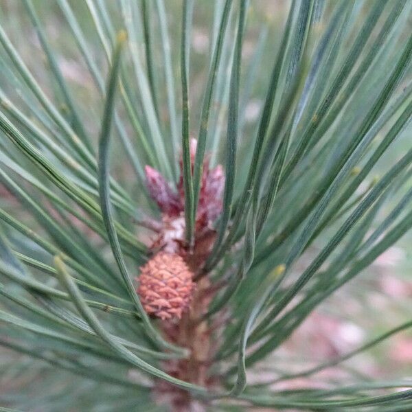 Pinus densiflora Fruchs