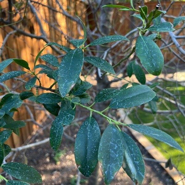 Ilex cassine Ліст