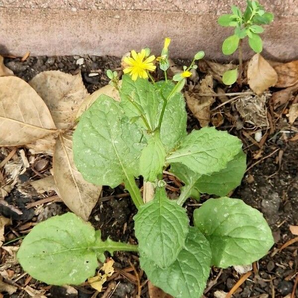 Crepis pulchra Hábito