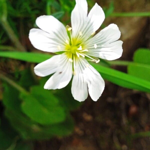 Cerastium alpinum Flower