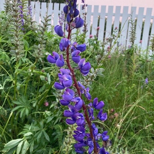 Lupinus polyphyllus Çiçek