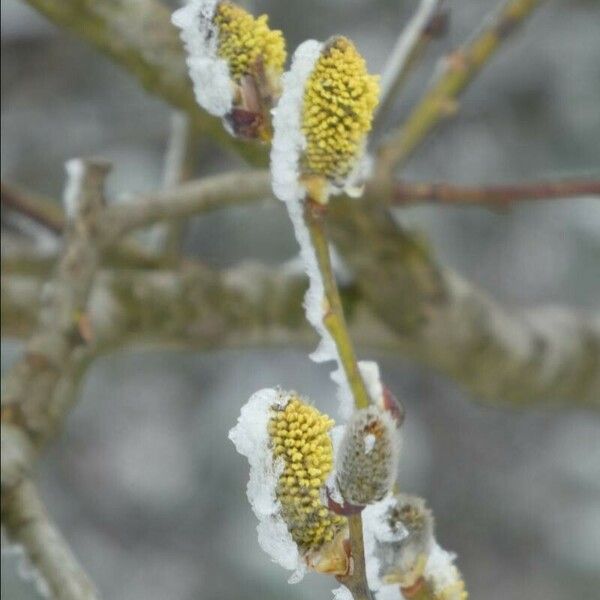 Salix atrocinerea Žiedas