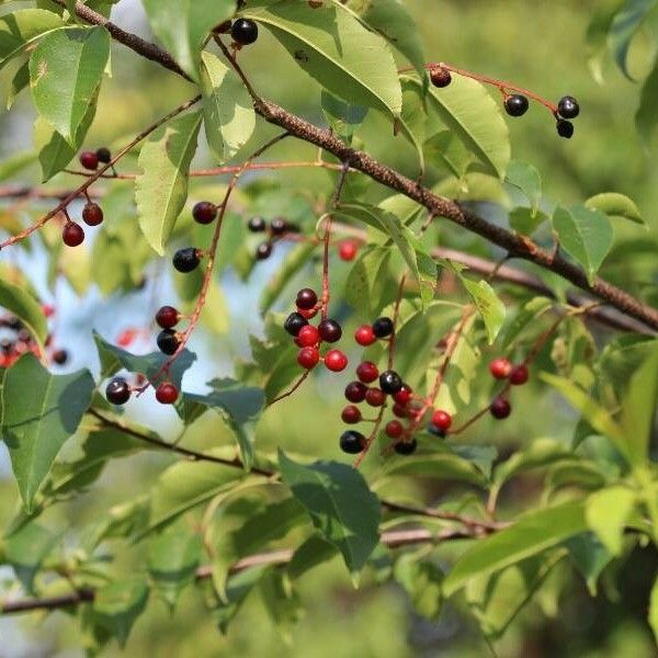 Prunus virginiana Плод