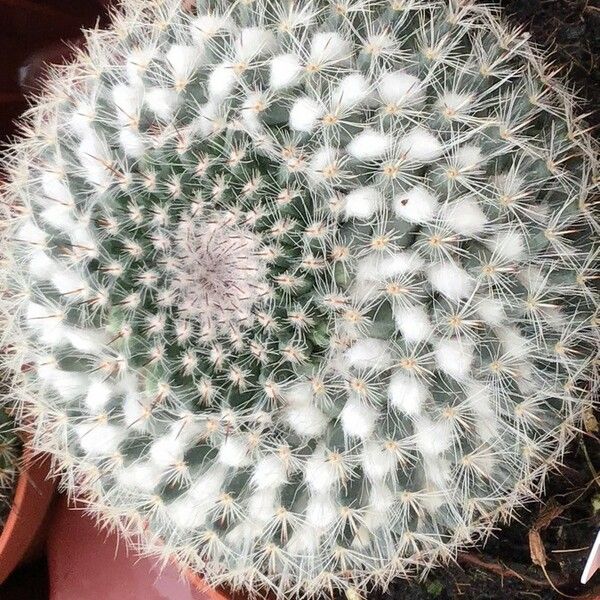 Mammillaria hahniana Folha