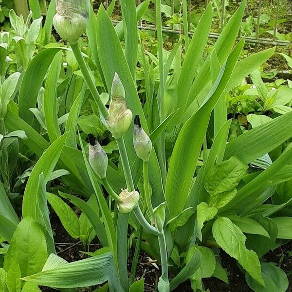Iris pumila Lehti