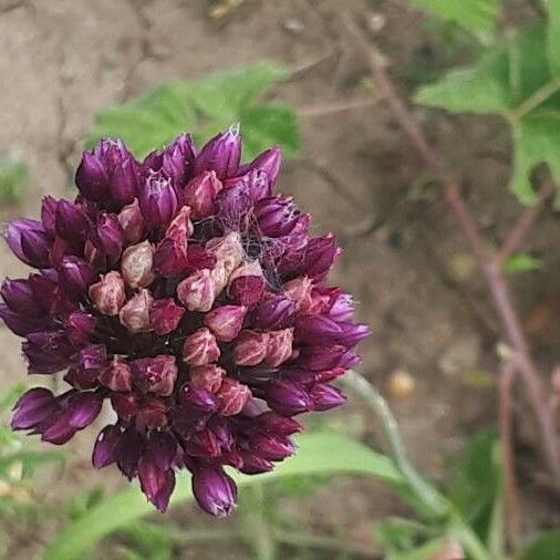 Allium rotundum फूल