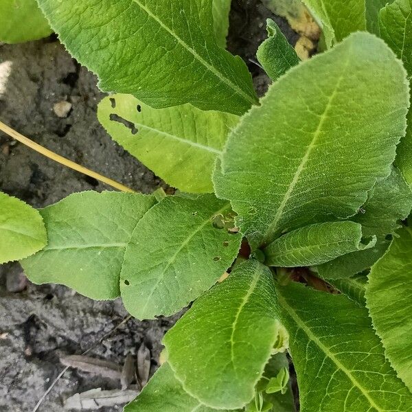 Primula denticulata برگ
