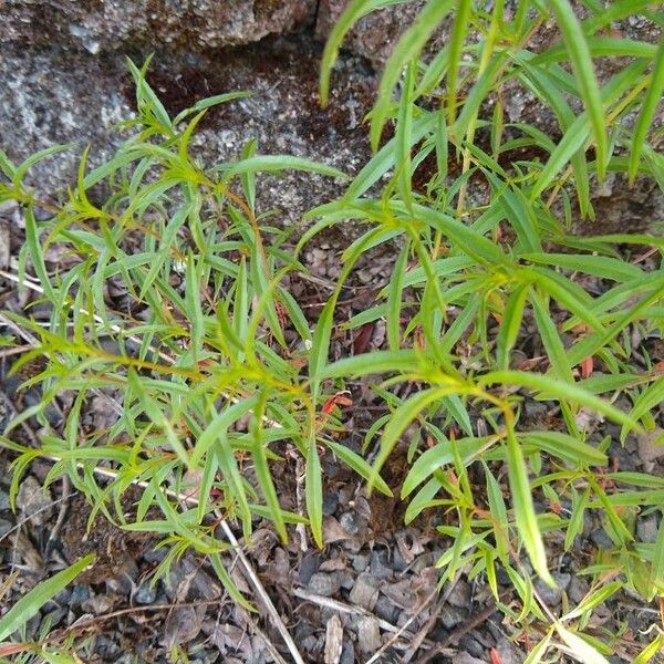 Artemisia dracunculus Blad