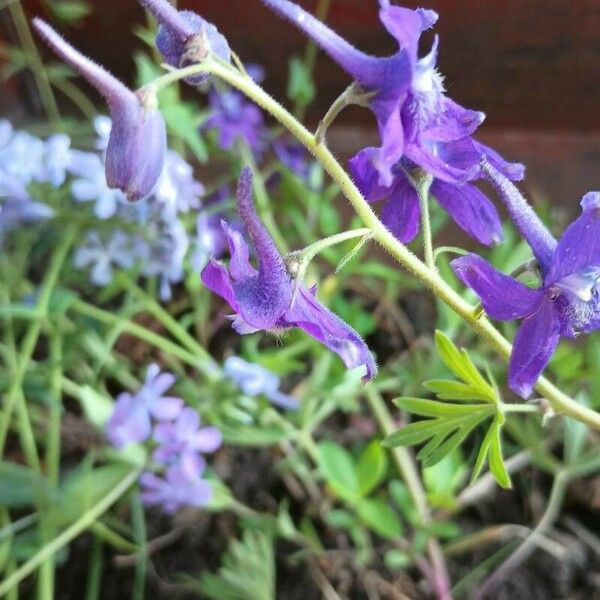 Delphinium tricorne Lorea