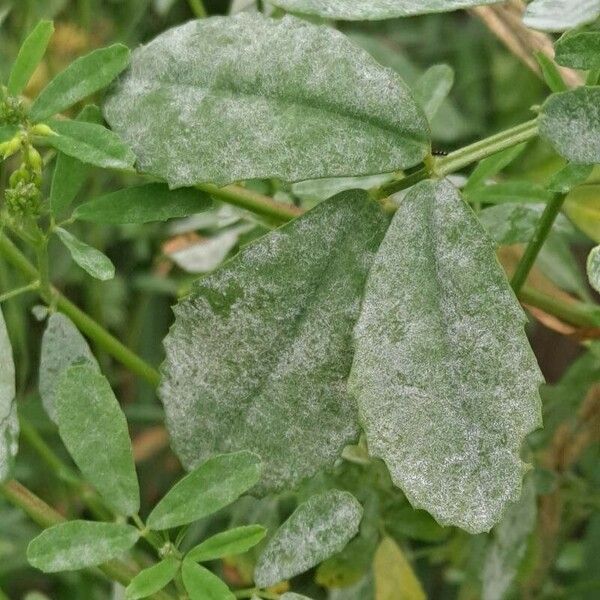 Melilotus officinalis Folha