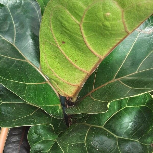 Ficus lyrata Folha