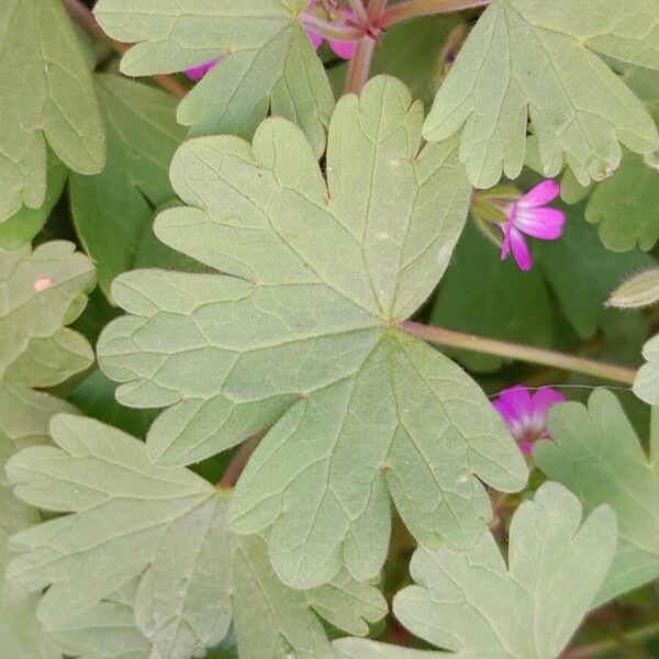 Geranium rotundifolium List