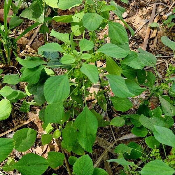 Acalypha indica عادت داشتن