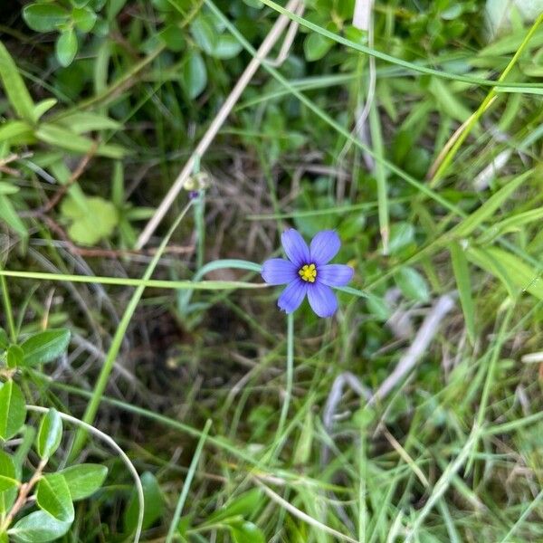 Sisyrinchium montanum Virág