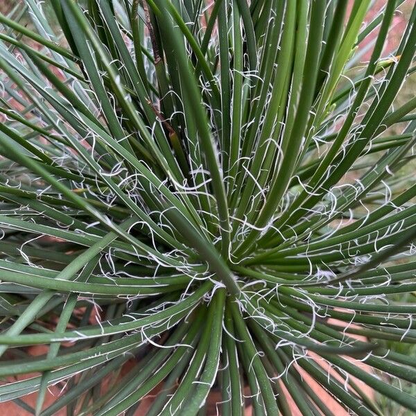 Agave filifera Lehti