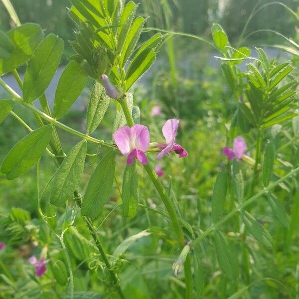 Vicia sativa Flower